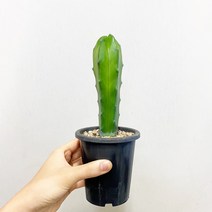 선인장 용신목