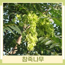 참죽나무 묘목 참중 실생1년생 뿌리묘 5개