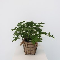 실내 관엽식물 로즈제라늄 40cm 레트로 린넨 와이어 바스켓 포함 모기퇴치 식물 거실화분, 로즈제라늄중+레트로 린넨 와이어바스켓17cm