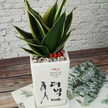 개업축하화분 하시는 모든일 대박나세요 개업축하메세지화분, 산세베리아, 1개