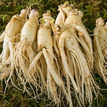 산지직송 세척인삼 4~5년근 수삼 난발삼 대 300g, 1개