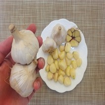 2023년도 햇 홍산마늘 종자 (식용 종자용 모두 가능) 1kg 3kg 6kg 홍산마늘 종구 홍성 마늘 씨앗, 1개