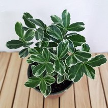 은사철 키우기 쉬운 꽃도매시장 희귀 공기청정식물 carezone7*6650547Xs, 본상품선택