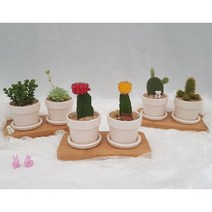 해송꽃농원 다육이 선인장 비모란(비목단) 2구 화분, 비목단