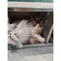 강아지 방음부스 고양이 하우스 층간 소음 방지 차단, 대형 56x32x30 온도 조절 버전 이글루