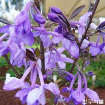 팥꽃나무 분달이 꽃나무 정원수 친구식물