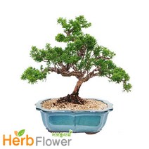 2m대형화분 개업화분 행운목 금전수 황금죽 축하화분 전국당일꽃배달, A-22 진백분재, 1개