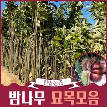 밤나무 묘목 품종 삼조생 대보 옥광 왕유밤 포르단 수락밤 병고 단택 추파 접목 1년생 유실수 과실수, 대보밤(맛이좋고 기존밤보다 30%큰 왕밤), 중묘
