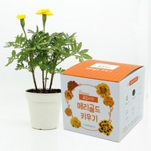 꽃집사 메리골드듀란고 키우기 씨앗모종 재배 심기, 벤타샵상품선택