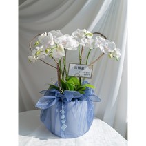 서양란 상견례난 예단난 승진란 보자기난 개업화분 선물, 대형6대, 그린, 주황