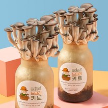 무럭무럭 느타리 버섯 키우기 키트 2입, 1개
