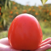 [청솔] 국내산 찰대봉 대봉감 10kg, 1, 10kg 대 (31-35과 전후)