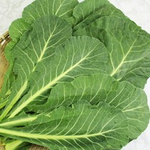 채선 녹황색채소의 왕 큰잎 즙용 케일, 1포, 500g
