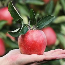 영화농산 5kg 사과유명한곳 꿀사과 농장 영화농산 사과 5kg 사과유명한곳 청송사과, 상품선택