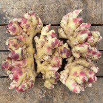 22년수확 국내산 경북 햇 흙 생강 1kg(특품), 단품
