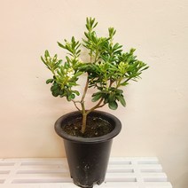 만리향중품 향기좋은나무 돈나무 키우기쉬운식물 꽃향기 22, 1개