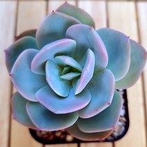 백봉 키우기 쉬운 예쁜 다육식물50 랜덤발송, 단품, 1개