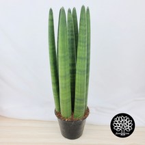 플라워앤곰_스투키 45cm_7촉_통통한스투키 1개