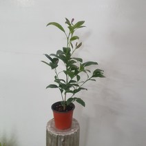 인기과실수 오렌지레몬나무 소품 15~40cm 49