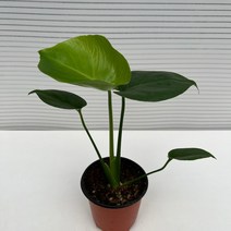 [다은꽃농원]몬스테라(소) 델리치오사 키우기쉬운 실내공기정화식물 미세먼지제거 천연가습기 효과 인테리어