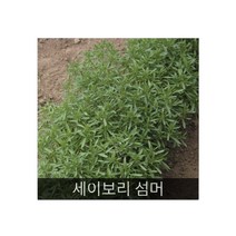 봄파종허브 씨앗] 세이보리 섬머 0.1g(약200립)