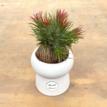 이오난사틸란 완성품 하얀화분