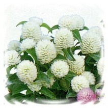 [어린모종]천일홍 : 8cm분, 버디 화이트(미니종), 1개