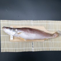 선우수산 반건조생선 제수용 민어조기, 1마리