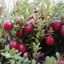 크랜베리 삽목2년 포트 나무 D