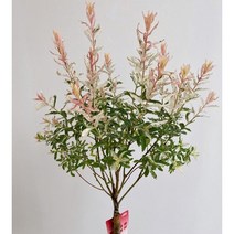 플라밍고셀릭스 80CM 이상 화분 유럽나무