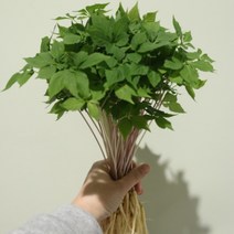 스마트팜 수경재배 새싹인삼 소 50뿌리 어버이선물 원기회복, 고급보자기 포장