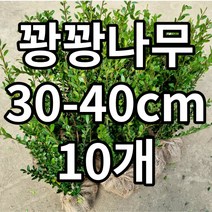 꽝꽝나무 묘목 철쭉마켓 생울타리 울타리나무 정원꾸미기 마당 화분 나무시장 토피어리 정원수 상록수, 꽝꽝나무 10개묶음 배송비포함가격