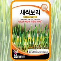 새싹보리 500립/ 새싹씨앗 새싹키우기 수경재배 새싹보리씨앗 새싹보리씨