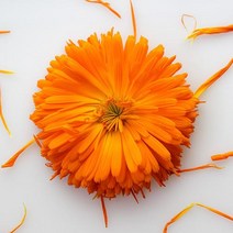 허브플로라 카렌듈라 인퓨즈드 오일, 100ml