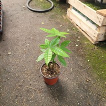 반려식물 원예식물 작은 파키라 소형 102533