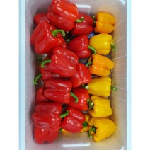 야채왕 예쁜이 파프리카 혼합 1kg 빨강 노랑, 1개