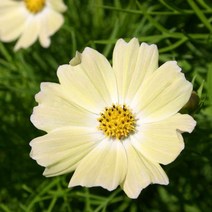 우리화훼종묘 코스모스 씨앗 - 옐로 가든, 50개입