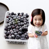 호블 영동 국내산 냉동 블루베리 1kg 건강한 슈퍼푸드 산지직송, 1박스