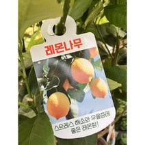 레몬나무/ 100% 노란레몬나무