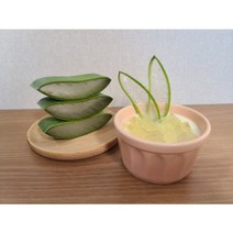 인생 알로에베라 생잎 생알로에 3KG, 1개
