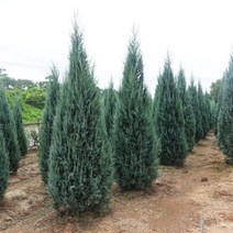 블루엔젤나무 묘목 - 삽목2년 뿌리 특묘 5개