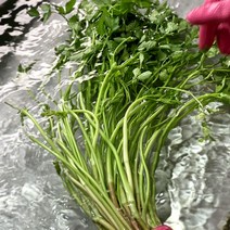 유기농 청도 한재 미나리 1kg 2kg 3kg 4kg 5kg