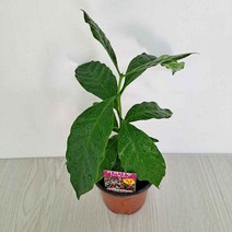 커피나무키우기 커피나무 열매 꽃피우기, 단품