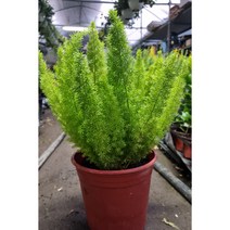 아스파라거스 메이비, 1개