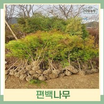 편백나무 묘목 실생3년생 뿌리묘 5개