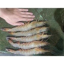 [대일수산식품] 자연산 알배기 암대하 8마리 급냉