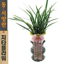 치타플라워 동양란 황룡관 [CD06-007] 승진 개업 축하 난 동양난 영전 취임 생일 선물 화분 고급 란 전국 당일 배송 꽃배달