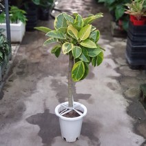 [공룡꽃식물원]핀매1위 뱅갈고무나무 특공실속