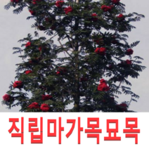 (성실G)직립마가목나무묘목 접목1년 1그루