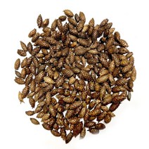 국산 자연산 가시제거 도꼬마리 볶은창이자 300g 수세미 300g 유근피 300g 볶은작두콩 300g(선택하세요), 가시제거창이자(볶음)300g